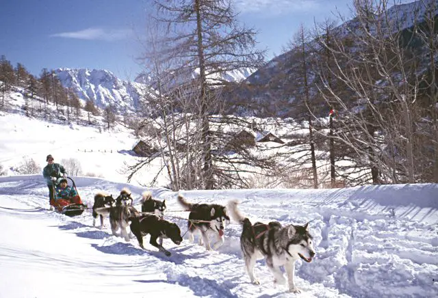 Wild Experiences Chiens De Traineau Hautes Alpes