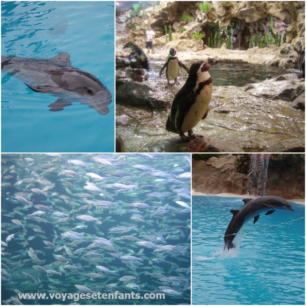 Ténérife en famille Loro parque Que faire à Ténérife en famille | VOYAGES ET ENFANTS