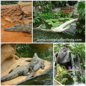 Voyage en famille avec enfant Visite de la Ferme aux Crocodiles en famille | Blog VOYAGES ET ENFANTS