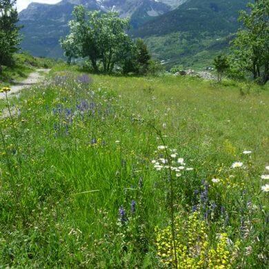 Balade à flan de montagne dans les Hautes Alpes pour les enfants