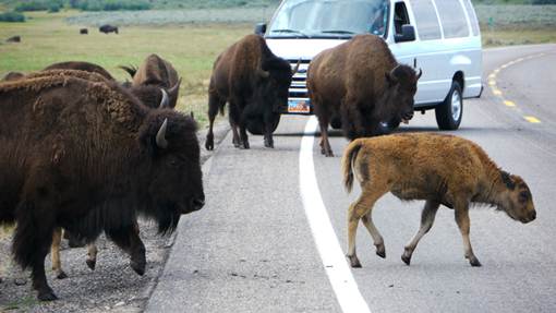 USA en famille parcs nationaux Yellostone Parc National de Yellowstone en famille | VOYAGES ET ENFANTS