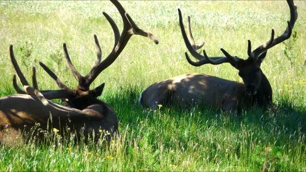 Yellowstone en famille Parc National de Yellowstone en famille | VOYAGES ET ENFANTS