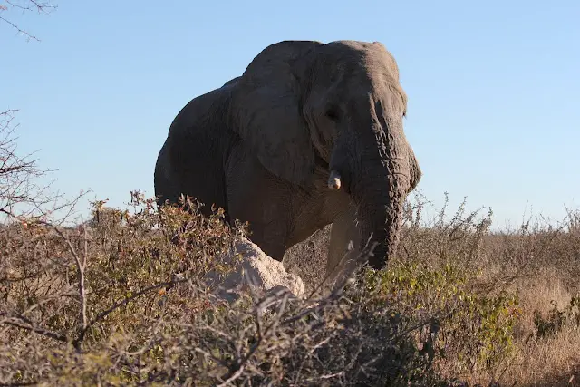 Namibie -  La faune sauvage