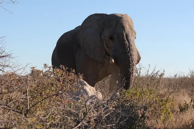 Namibie La faune sauvage Top 5 des safaris en famille | Blog VOYAGES ET ENFANTS