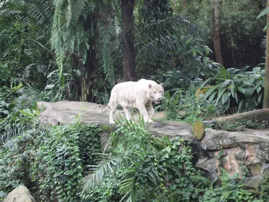 Zoo Singapour malaisie avecbébé