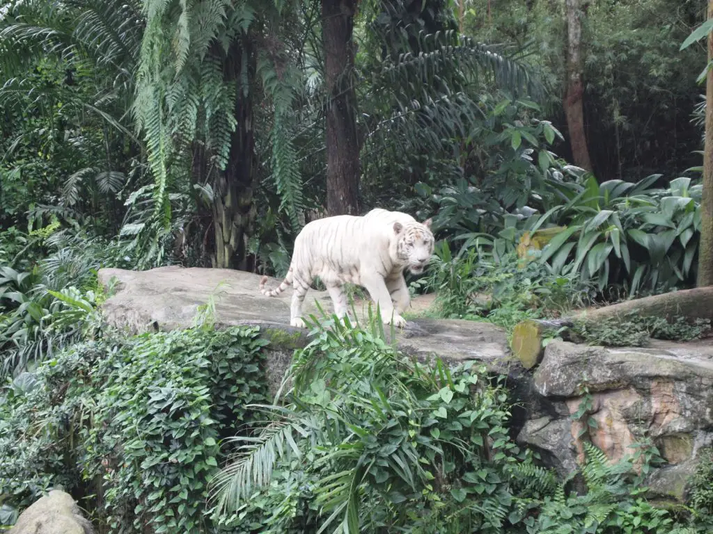 Zoo Singapour malaisie avecbébé Malaisie avec bébé 2 semaines | Blog VOYAGES ET ENFANTS