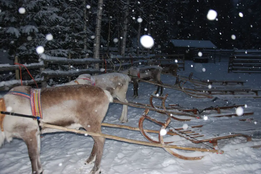 Renne en Laponie en famille Laponie en famille en hiver| Blog VOYAGES ET ENFANTS