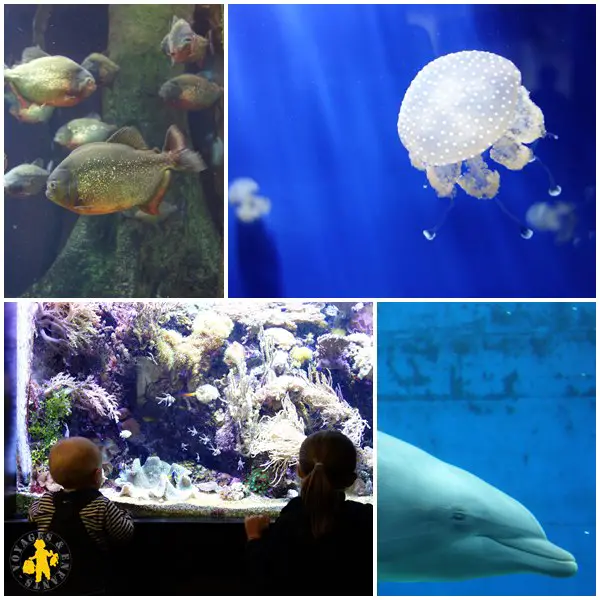 Aquarium gênes enfants