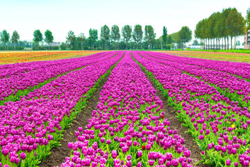 transfert-priv-avec-billets-d-entr-e-au-jardin-keukenhof-in-amsterdam-180548