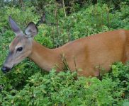 Randonnées faciles en Gaspésie en famille