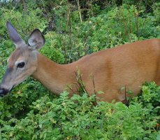 Randonnées kids-friendly dans les parcs du Québec