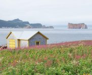 Ile Bonaventure: île des fous… de Bassan