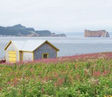 Ile Bonaventure: île des fous… de Bassan
