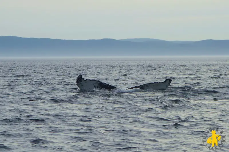 2013.08 Québec Tadoussac Croisière baleine