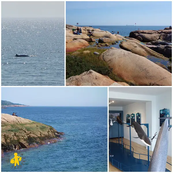 2013.08 Québec Tadoussac Escoumins baleine