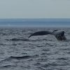 Ou comment croisière baleine observer baleine Bangkok avec bébé que faire | Blog VOYAGES ET ENFANTS
