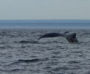 Croisière magique avec des enfants: les baleines du St Laurent