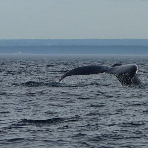 Ou comment croisière baleine observer baleine Croisière aux Baleines avec des enfants avis et conseils | Blog VOYAGES ET ENFANTS