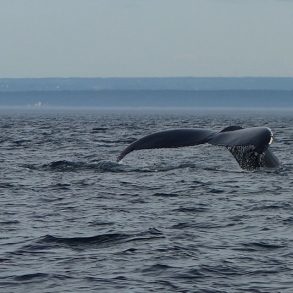 Ou comment croisière baleine observer baleine Croisière Baleines au Québec avec enfant nos avis tips