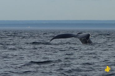 Ou comment croisière baleine observer baleine