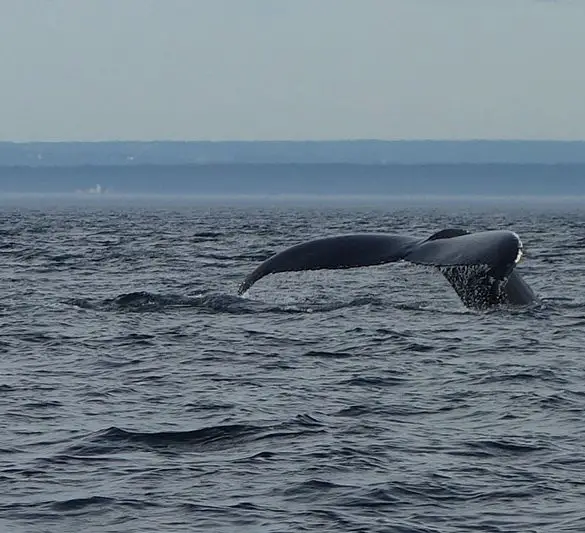 Ou comment croisière baleine observer baleine