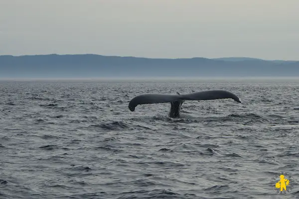 201308 Québec Tadoussac croisière aux baleines Croisière Baleines au Québec avec enfant nos avis tips