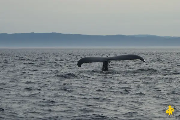 201308 Québec Tadoussac croisière aux baleines Voyage au Canada en famille organiser son voyage avec enfant et bébé | Blog VOYAGES ET ENFANTS