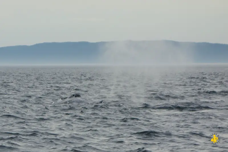 2013.08 Québec Tadoussac croisières aux baleines