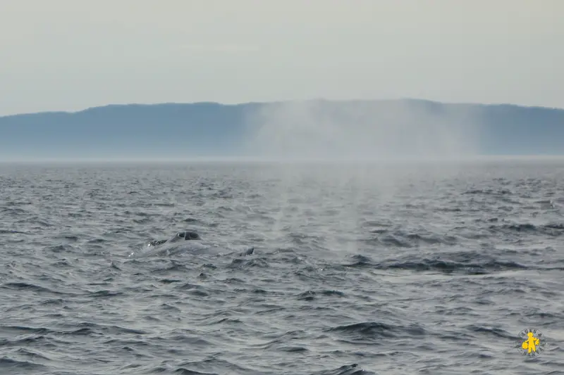 201308 Québec Tadoussac croisières aux baleines Croisière aux Baleines avec des enfants avis et conseils | Blog VOYAGES ET ENFANTS