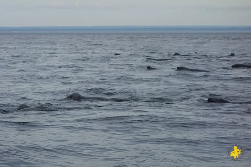 201308 Québec Tadoussac phoque Croisière Baleines au Québec avec enfant nos avis tips