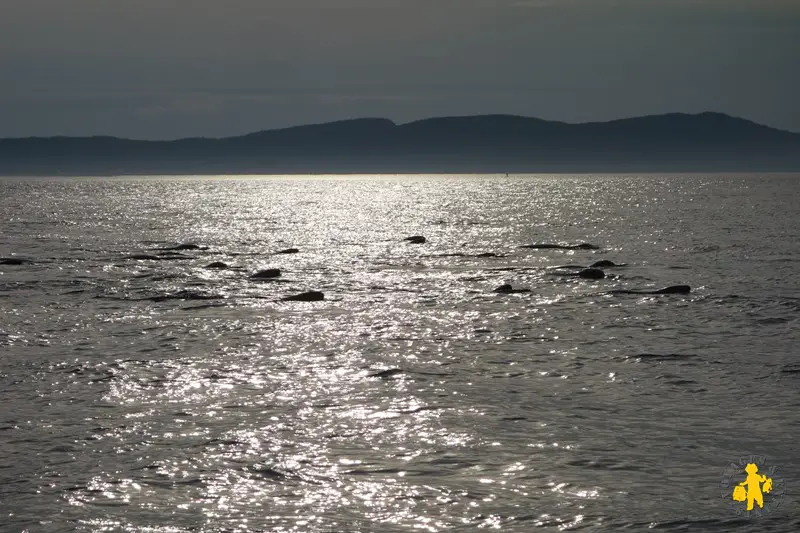 201308 Québec Tadoussace croisière phoque Croisière Baleines au Québec avec enfant nos avis tips