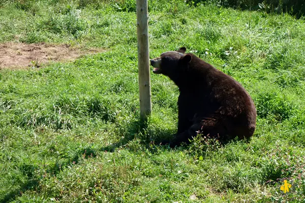 Bio parc Bonaventure Voyage au Canada en famille organiser son voyage avec enfant et bébé | Blog VOYAGES ET ENFANTS