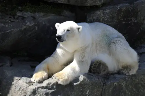 Ours polaire zoo st felicien voyages et enfants compressed Voyage au Canada en famille organiser son voyage avec enfant et bébé | Blog VOYAGES ET ENFANTS