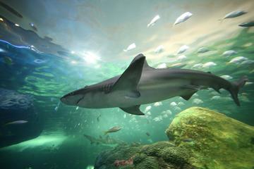 ripley-s-aquarium-of-canada-in-toronto-229728