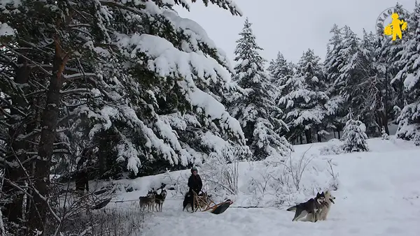 Musher Enfant Hautes Alpes Activité hiver chiens de traîneau avec des enfants Hautes Alpes | Blog VOYAGES ET ENFANTS