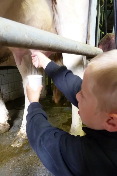 Traite des vaches par les enfants