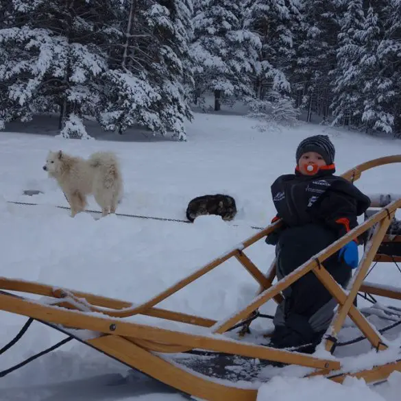 Chiens de Traineau dans les Hautes-Alpes
