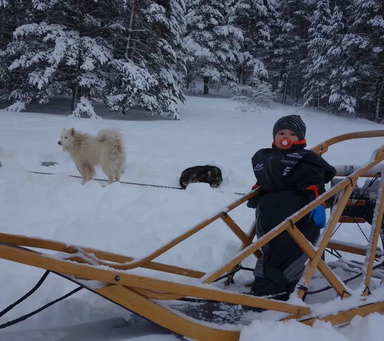 Chiens de Traineau dans les Hautes-Alpes