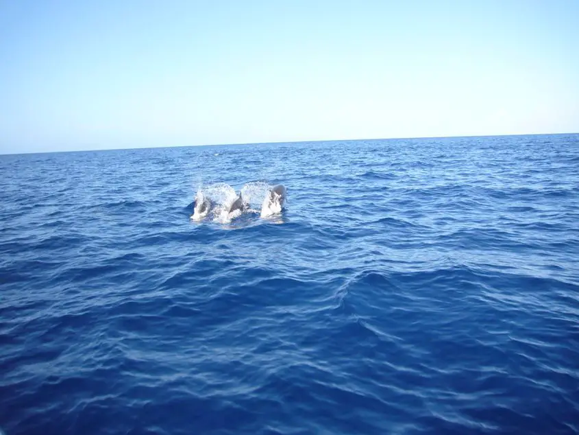 dauphins Martinique
