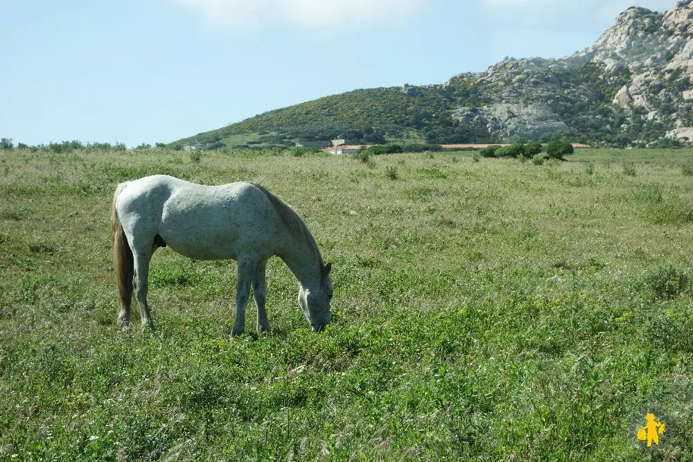 20140424 Sardaigne Asinara +soir Castelsardo 149a Visite de lîle dAsinara Sardaigne |blog Voyages Enfants