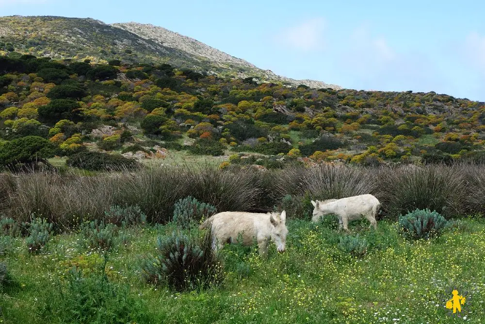 20140424 Sardaigne Asinara +soir Castelsardo 72a Visite de lîle dAsinara Sardaigne |blog Voyages Enfants