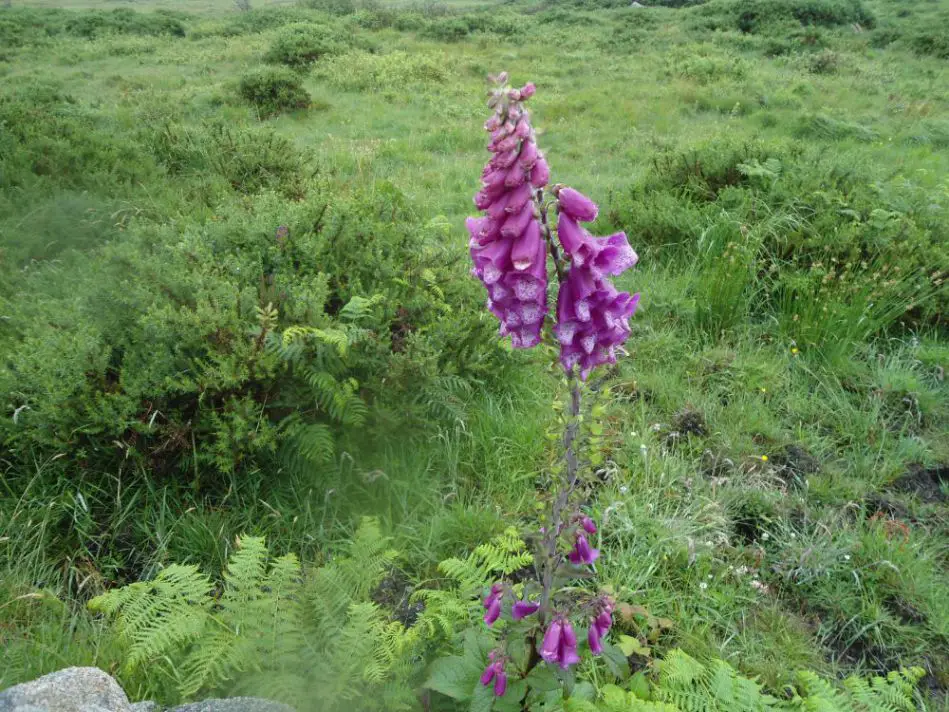 Voyage Connemara en famille