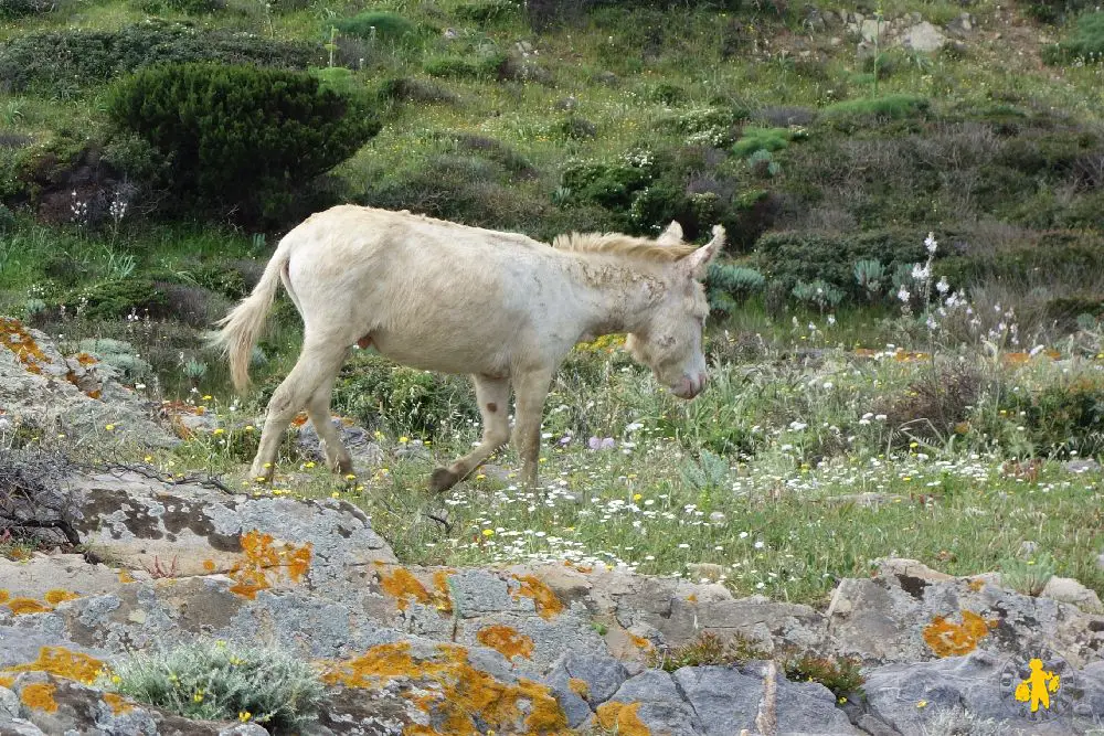 2014.04.24 Sardaigne Asinara +soir Castelsardo (67)a