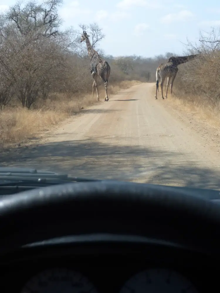 Autotour Afrique du Sud en famille Afrique du Sud Voyage en tribu avec 3 enfants | Blog VOYAGES ET ENFANTS