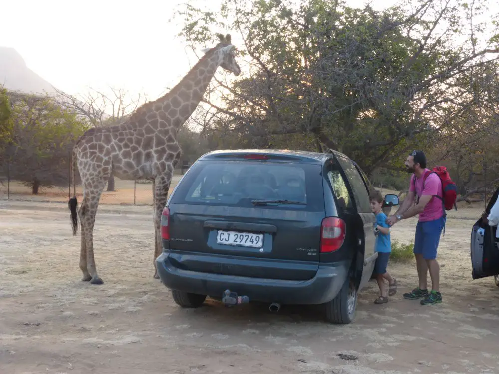 Girafe en Afrique du Sud en famille