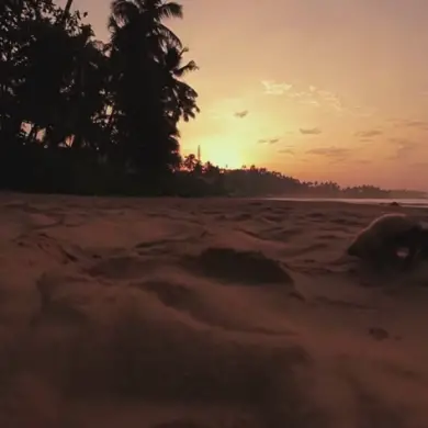 Envie d'un voyage au Sri Lanka avec mes enfants