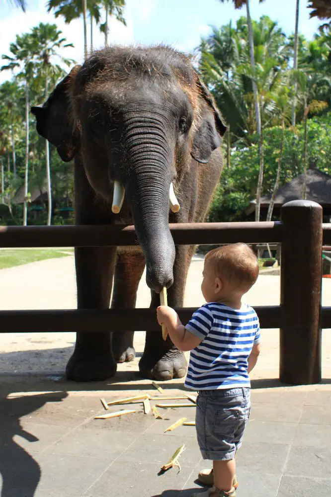 Elephant Park Road trip à Bali avec bébé | Blog VOYAGES ET ENFANTS