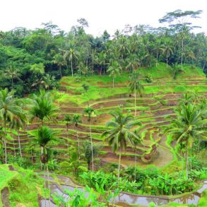 Que faire à Bali avec des enfants?