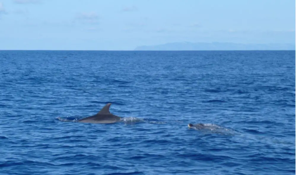 451 Copie Les Acores avec les enfants | Blog VOYAGES ET ENFANTS