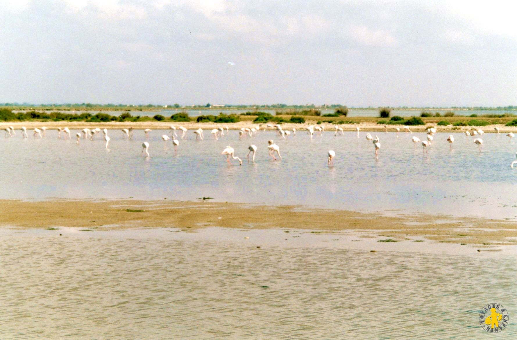 Camargue 45 visites incontournable en France en famille en week end